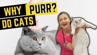 Why Do Cats Purr???  Dr. Lindsay Butzer Vet Explains