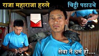 राजा महाराजाहरुले चिट्ठी पठाउठेसेवा नै थर्म हो - pigeon farming in Nepal - Kancha Tamang