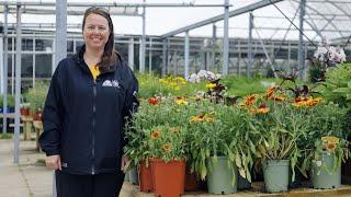 PETITTI Gaillardia  Grow Blanket Flower for Deer Resistance Repeat Blooms & Pollinators