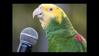 Funny Parrot  - A Cute Funny Parrots Talking Videos Compilation NEW HD