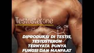 MENGENAL HORMON TESTOSTERON