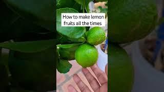 how to make lemon give fruits  any season of the year #gardeing #plants #gardeningadvice  #lemon