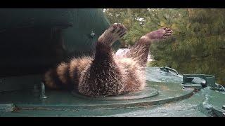 Raccoon Stuck In An Army Tank