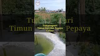 Tumpangsari Timun Suri dan Pepaya Calina