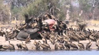 Imvelo Safari Lodges - Vultures feeding on an elephant