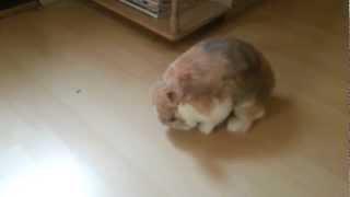 Funny Rabbit Orgasm