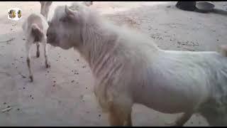 goat mating in farm world