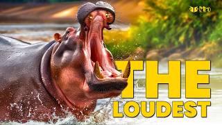 Top 10 Loudest Animals in the World Nature’s Noisiest Creatures  M E M O Version