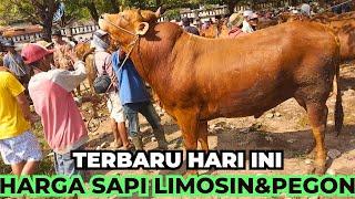 HARGA SAPI LIMOSIN & PEGON HARGA TERBARU HARI INI DI PERTENGAHAN PUASA 2023 PASAR KETAPANG