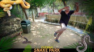 SNAKE outside SNAKE PARK?  Chennai Snake Park 
