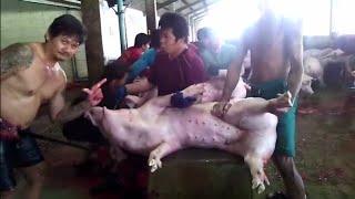 From pig to pork - Action in a thai slaughter house.