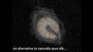 Zwick Science Award 2013 Measuring the force for reeling silk directly from a silkworm.