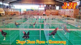 Upd4te 4y4m L4ncur4n dan R4w4t4n di Jago Joss Farm Semarang