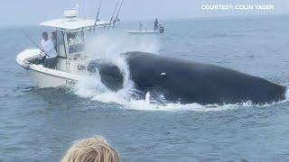 Whale capsizes boat fishing in Portsmouth Harbor off the New Hampshire coast