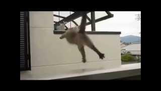 El gato volador o Gato torpe The flying cat Le chat volant
