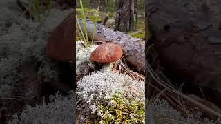 БОРОВЫЕ ПОПЁРЛИ Mushrooms = Pilze = Houby