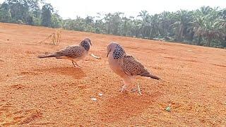 pikat tukukurpenguasa tanah merah cukup memghibur