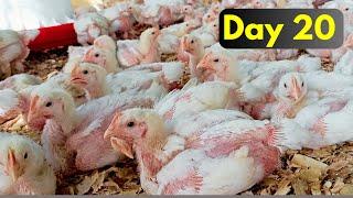 Day 20  Farming Broiler Chicken Successfully in Kenya
