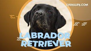 Labrador Retriever Dog 101