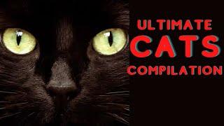 Ultimate Cats Compilation