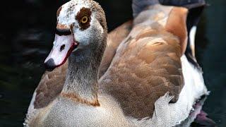 Egyptian Goose Call  Egyptian Goose  Duck Quacking Sound Effects  Egyptian Geese Calling