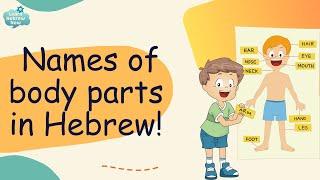 Hebrew Body Parts Vocabulary with Pronunciation  Learn the words for body parts & organs in Hebrew