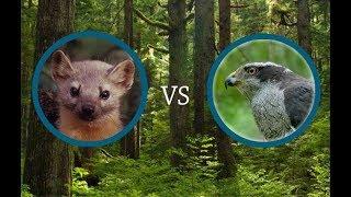 Marten vs Goshawk