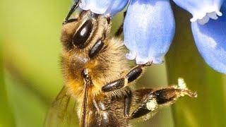 Жизнь Пчелы