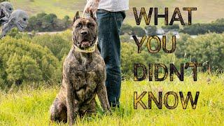 10 Interesting Facts About the PRESA CANARIO