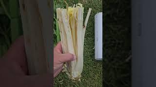 Blanched Celery HACK #gardening #tips #hack