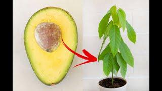 Growing Avocado Plant from Seed In Water & Soil  Step-by-Step Guide