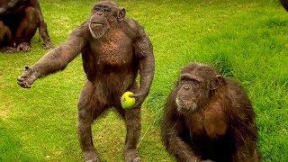 How to Speak Chimpanzee  Extraordinary Animals  BBC Earth