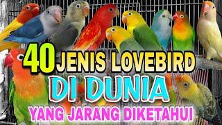 40 Types of Lovebirds Based on Mutation Colors and the latest Lovebird Prices 2022