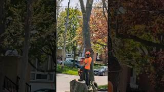 Massive Tree Being Cut Down - Must See 看大樹砍倒瞬間 #treefalling #cuttree #砍树