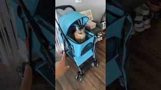 12 year old cat gets a pet stroller #siberiancat #petstroller