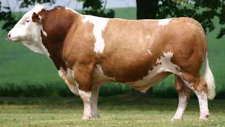 Simmental Cattle  Abundant Meat And Milk