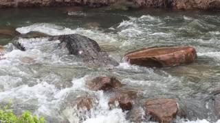 Huge Crocodile Navigates Aussie Rapids
