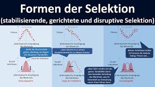 Formen der Selektion stabilisierende Selektion gerichtete Selektion disruptive Selektion