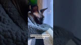 Finger and Cat  . Smart cat and smart decision  #sphynxcat #challenge #myday #funnycats #shorts