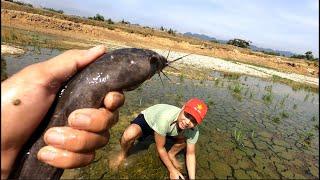 Hải Tv - Dẫn Team Đi Bắt Cá Trê Trên Ruộng Cạn Tv - Leading Team To Catch Catfish On Shallow Field