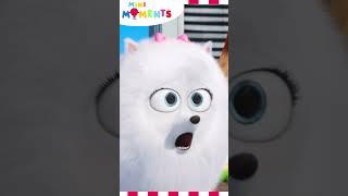 Lets Take The Shortcut   Secret Life of Pets #secretlifeofpets #minimoments #shorts