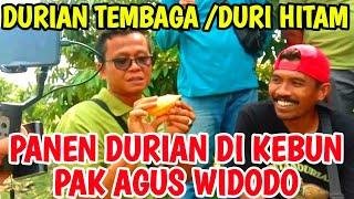 Durian harvest in Pak Agus Widodos garden