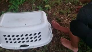 How to make a Rabbit trap