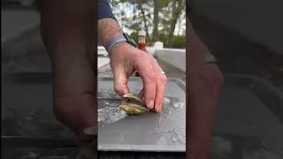 Habanero on an Oyster? #oysters #oystertastetest #hotsauce