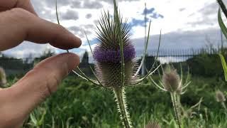 Dipsacus fullonum