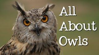 All About Owls for Kids Backyard Bird Series - FreeSchool