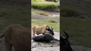 Lioness ambushes wildebeest