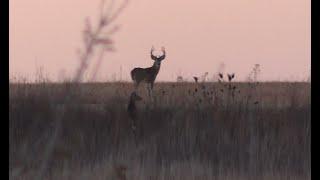 Squirrel and Buck Fights - Fort Riley KS