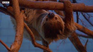 Can Sloths Swim?  Weird Animal Searches  BBC Earth Kids