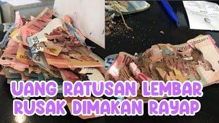 Nyesek Banget Uang Disimpan Dirumah Malah Dimakan Rayap.